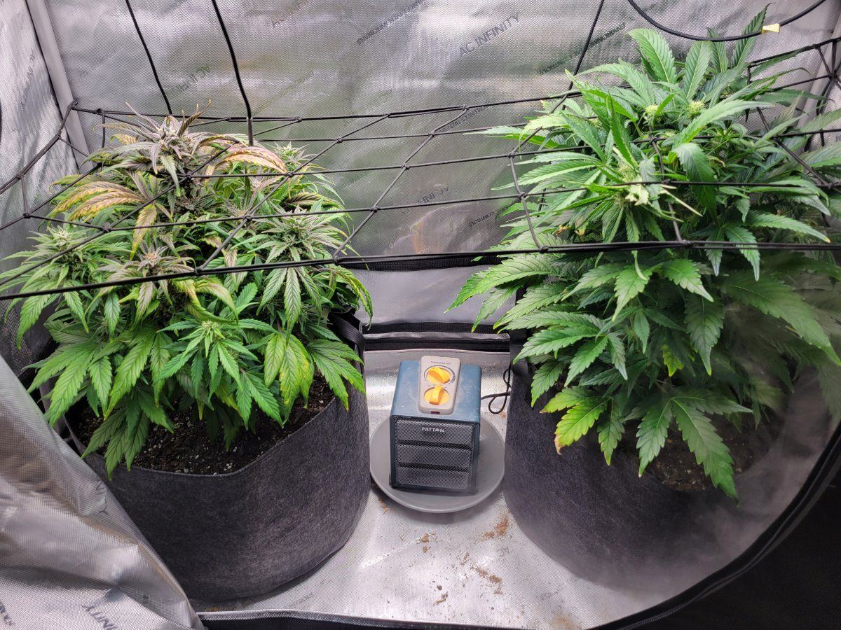 Early flower questions is this normal