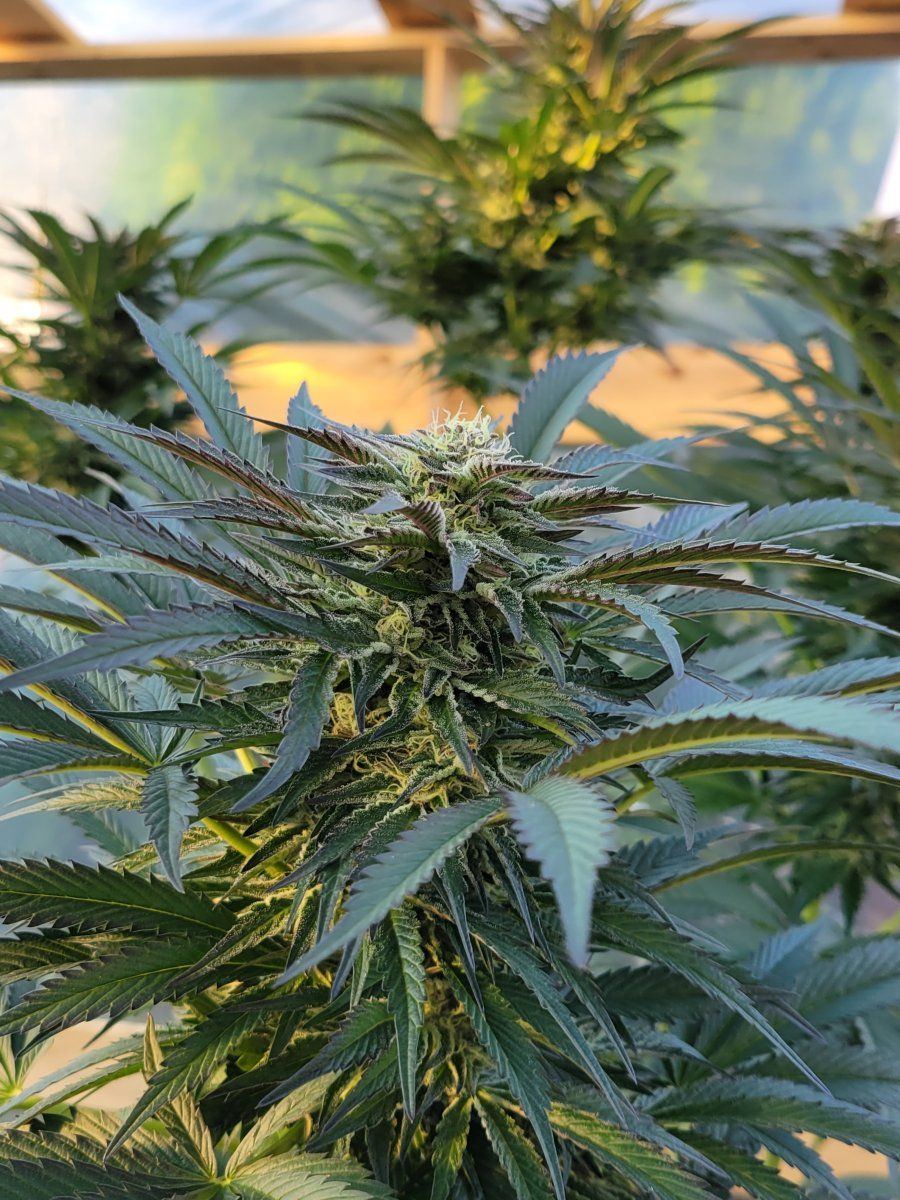 Early flush keep it clean or add some nutrients 6