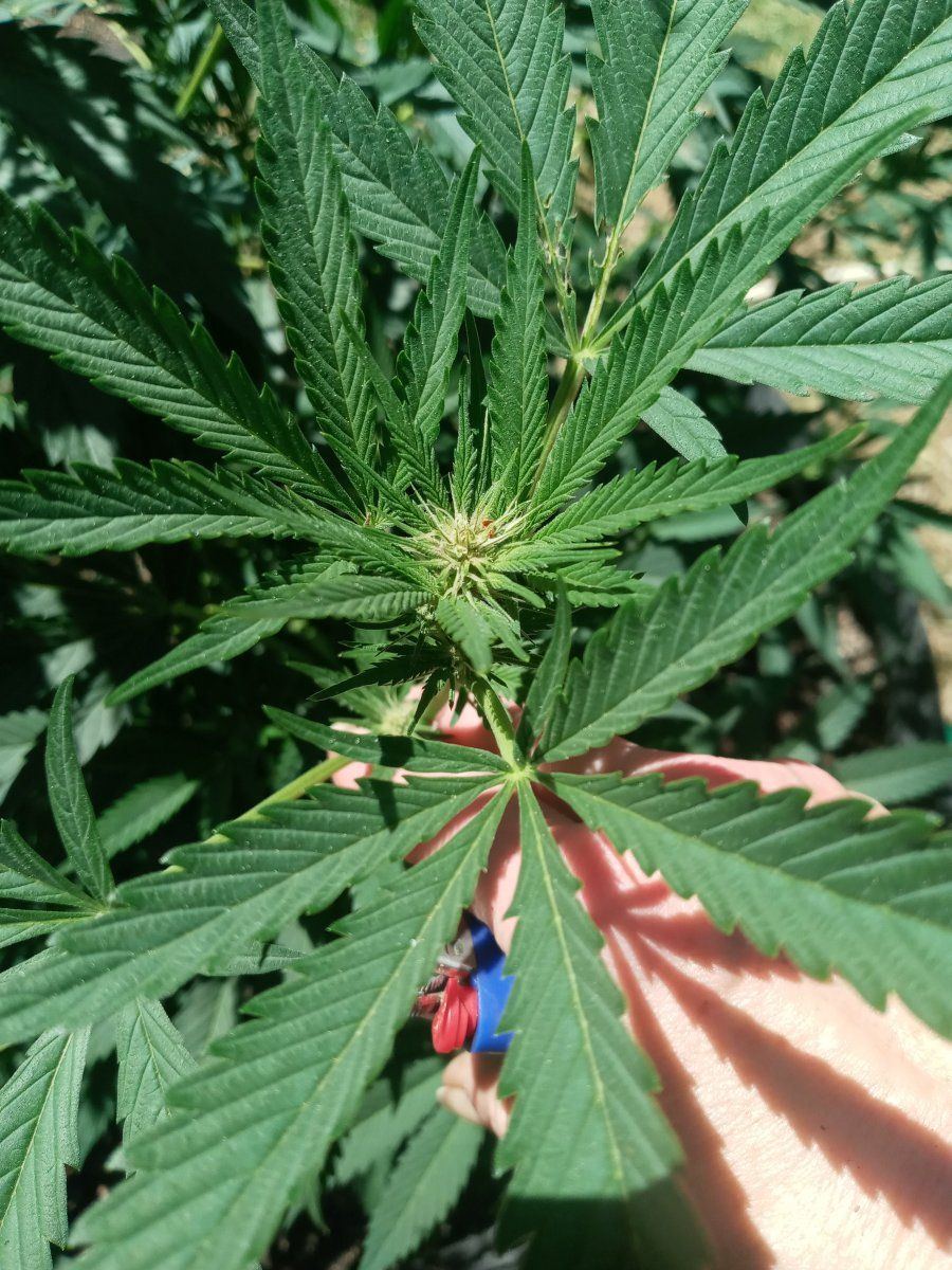 Early girls