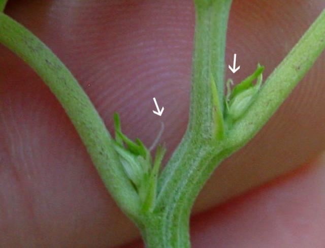 Early male preflower 2