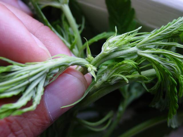 Early male preflower