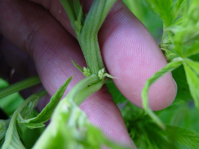 Early male preflowers