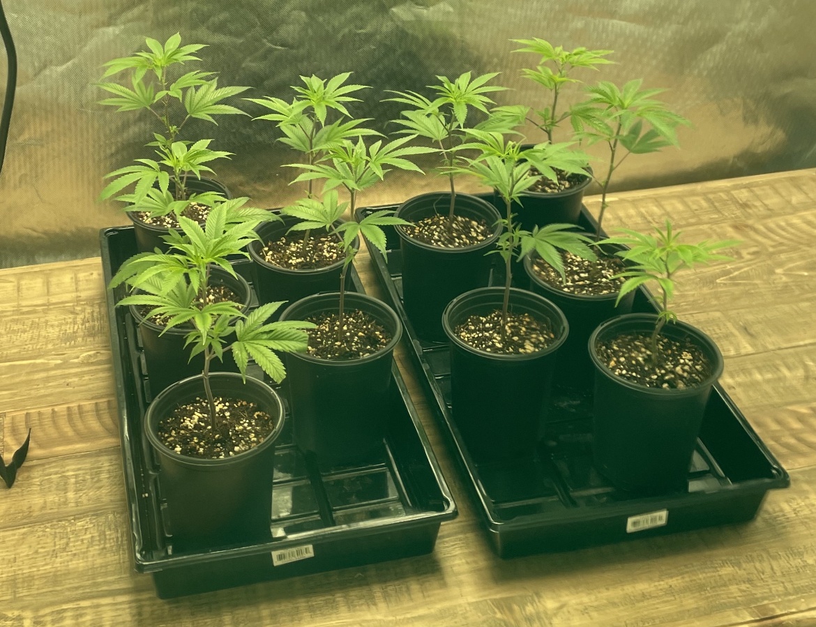 Early on in first grow 2