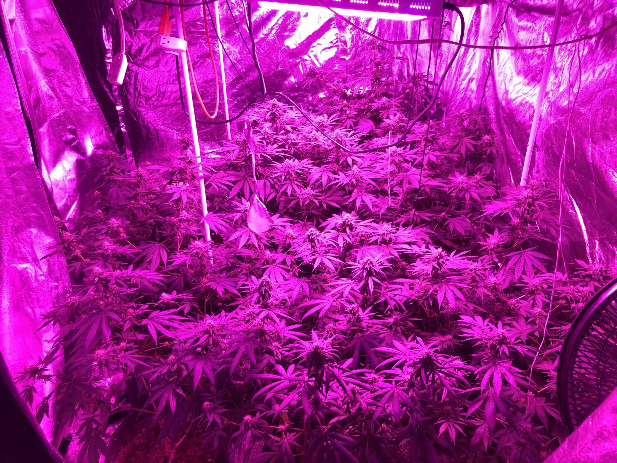 Early red hairs 2