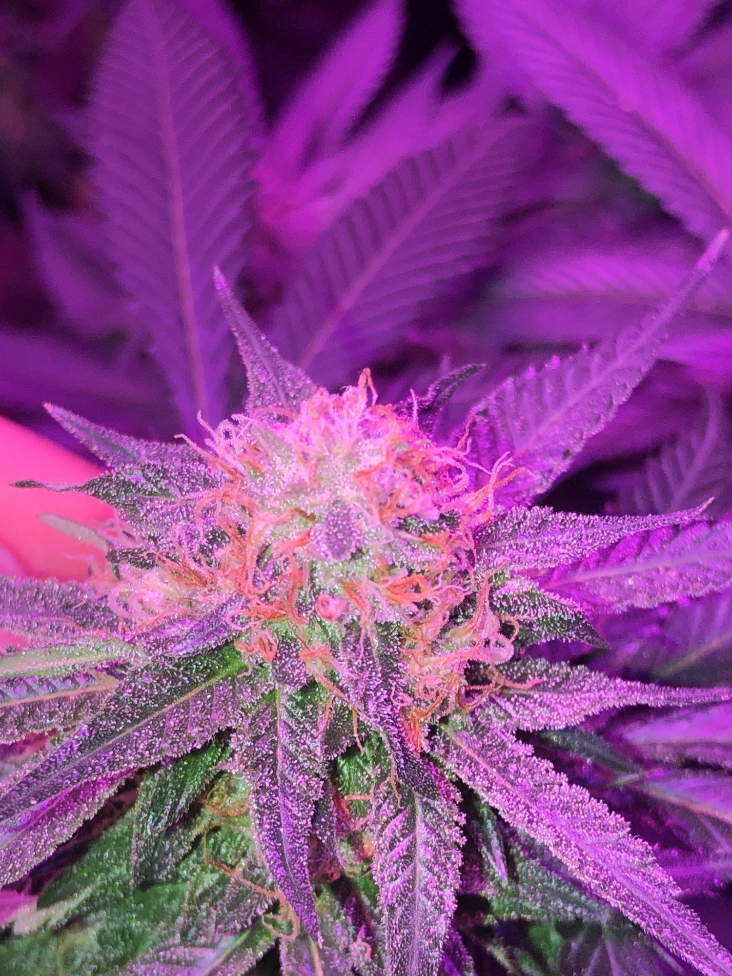 Early red hairs 5