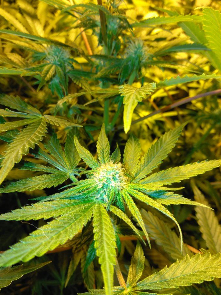 Early red hairs on small buds