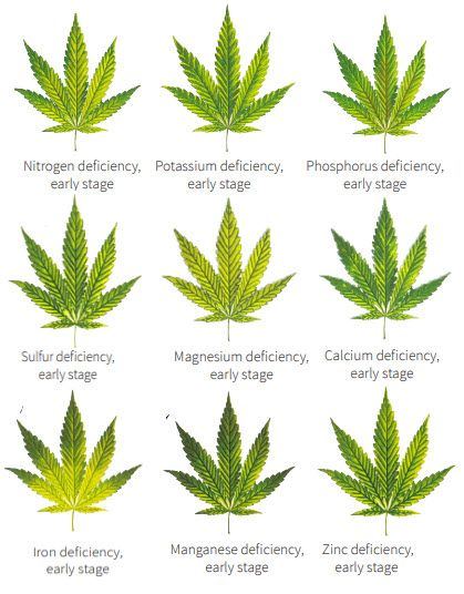 Early signs of nutrient defeciency in cannabis plant