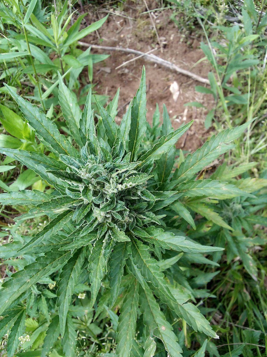 Early start some auto done 2