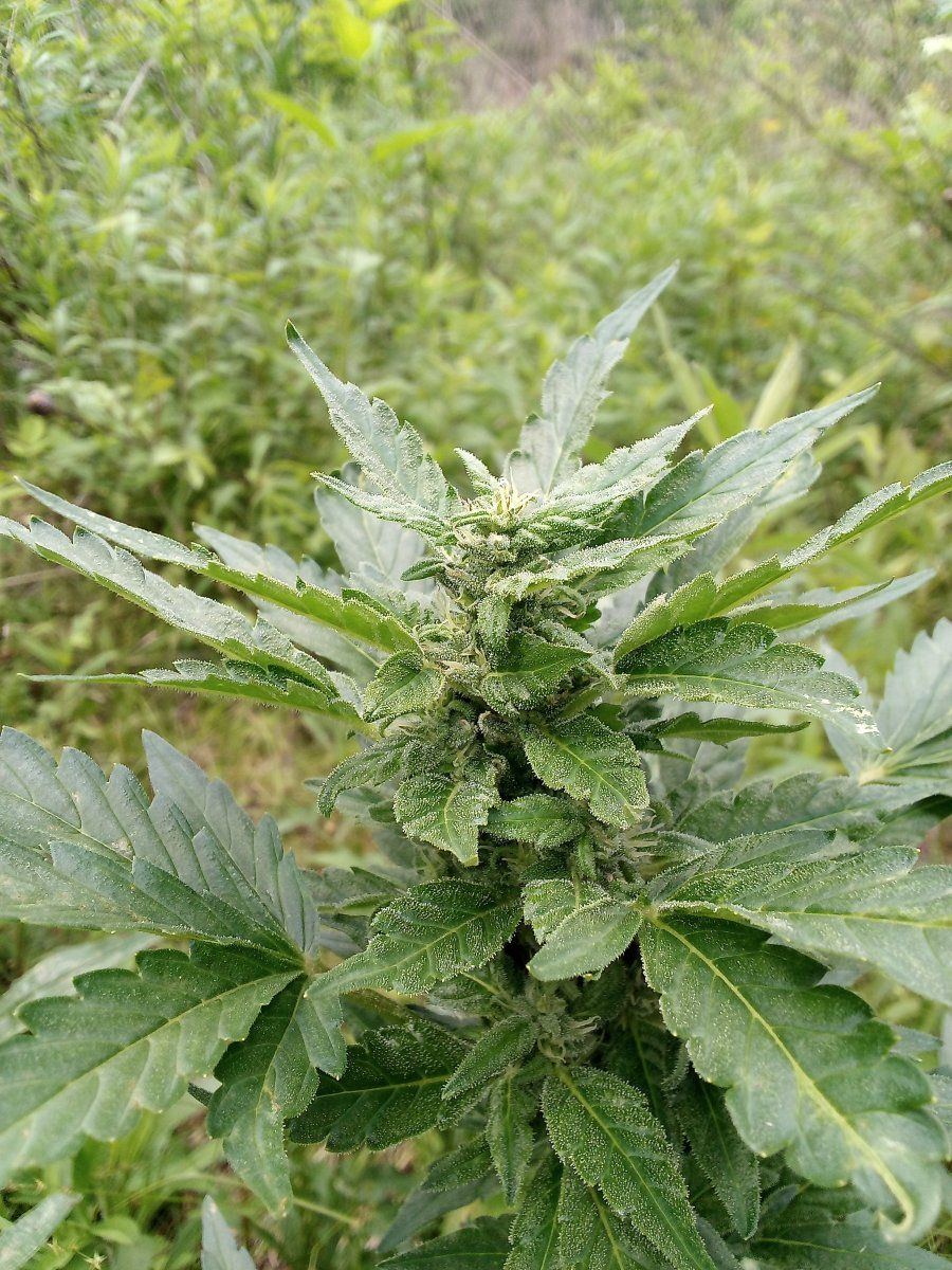 Early start some auto done 4