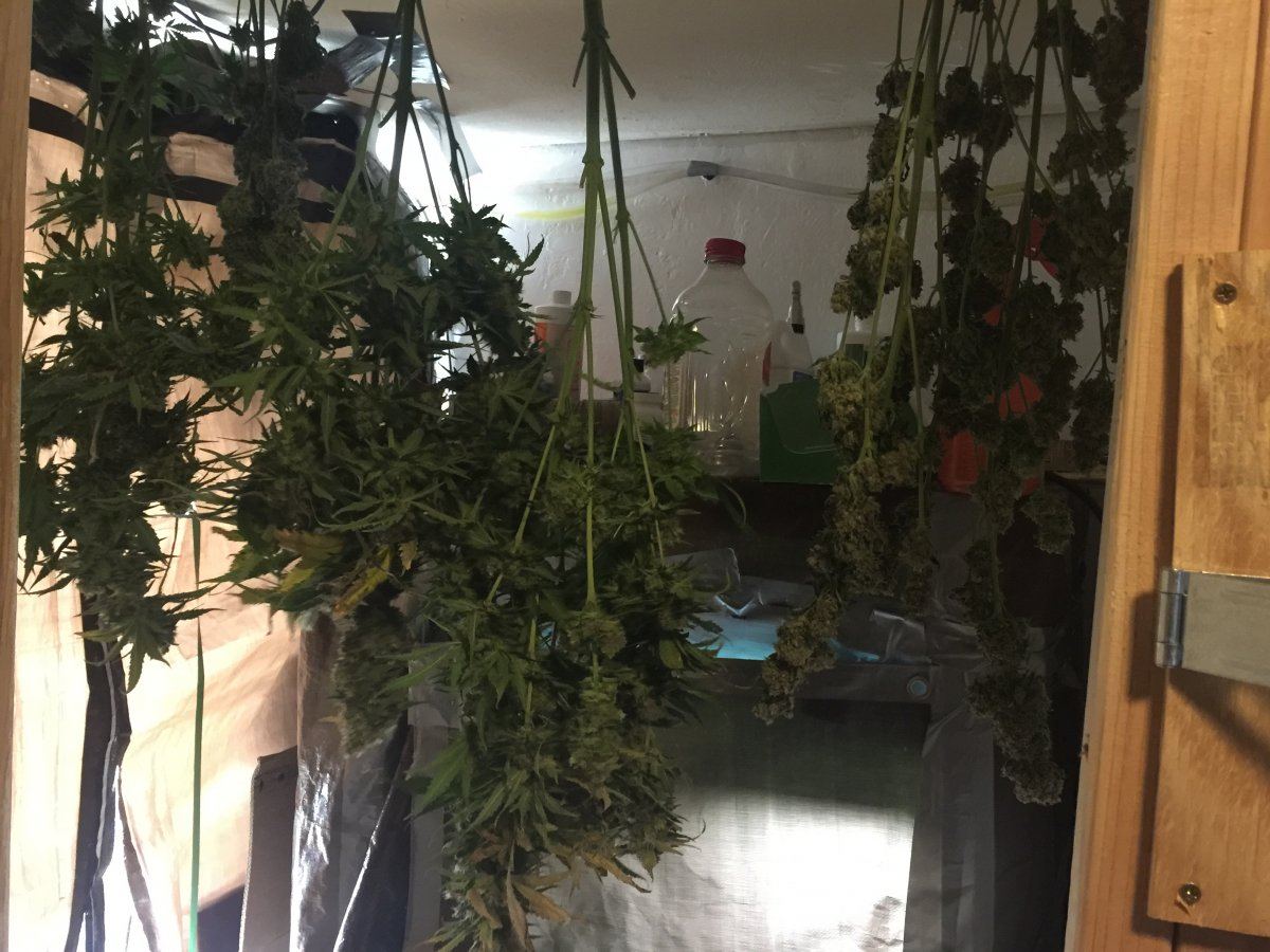 Early 2Plant Harvest