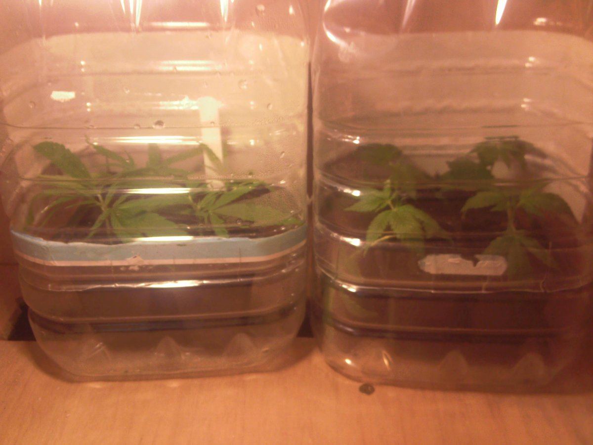Early Misty and Bag Seed Clones in five litre water bottles