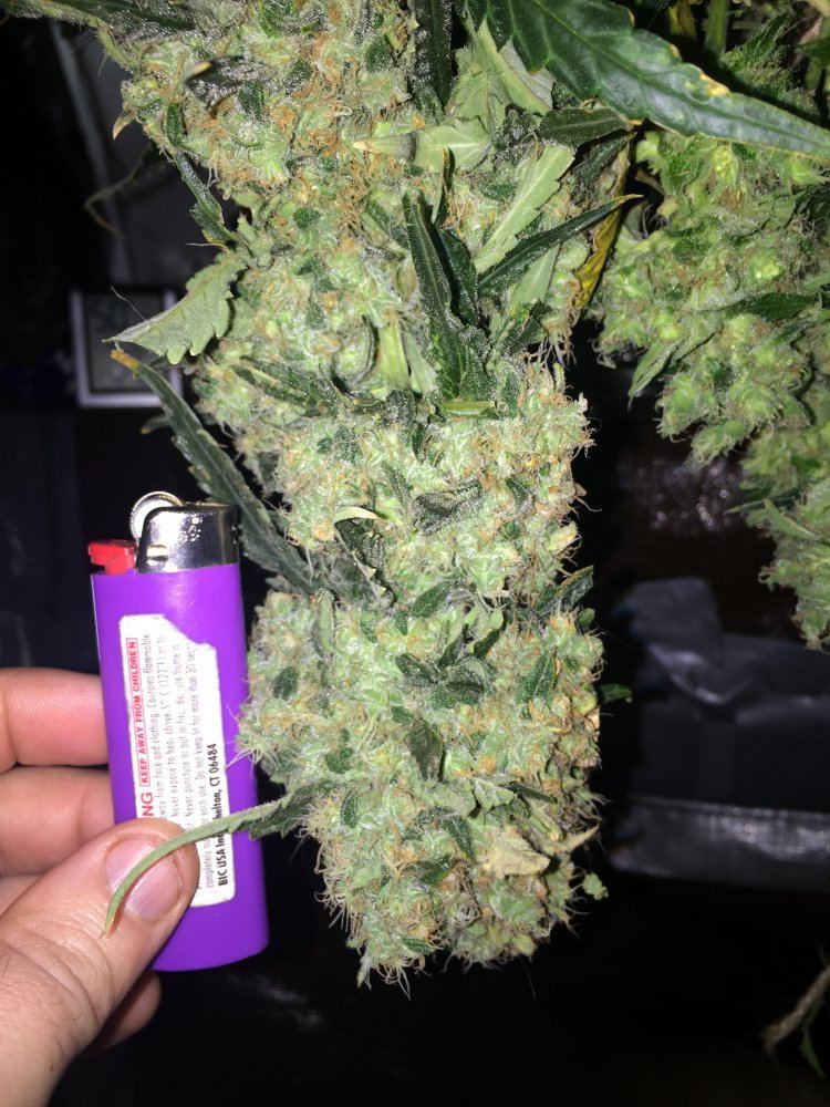EarlyHarvest Closeup