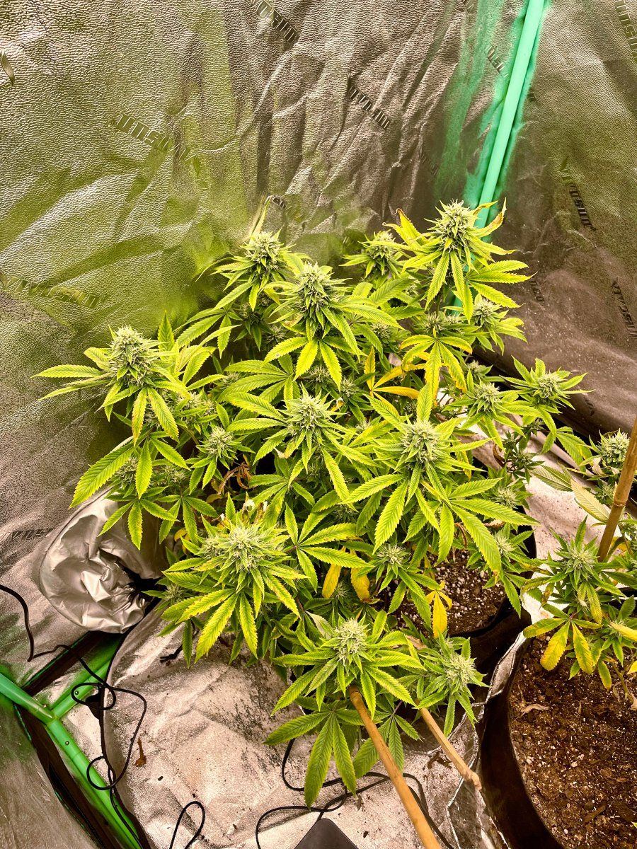East coast sour diesel chaco cut grow help 3