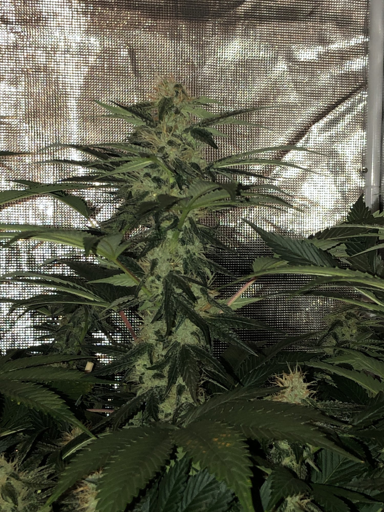 East coast sour diesel grow week 5 of flower   questions for those familiar with this strain 2