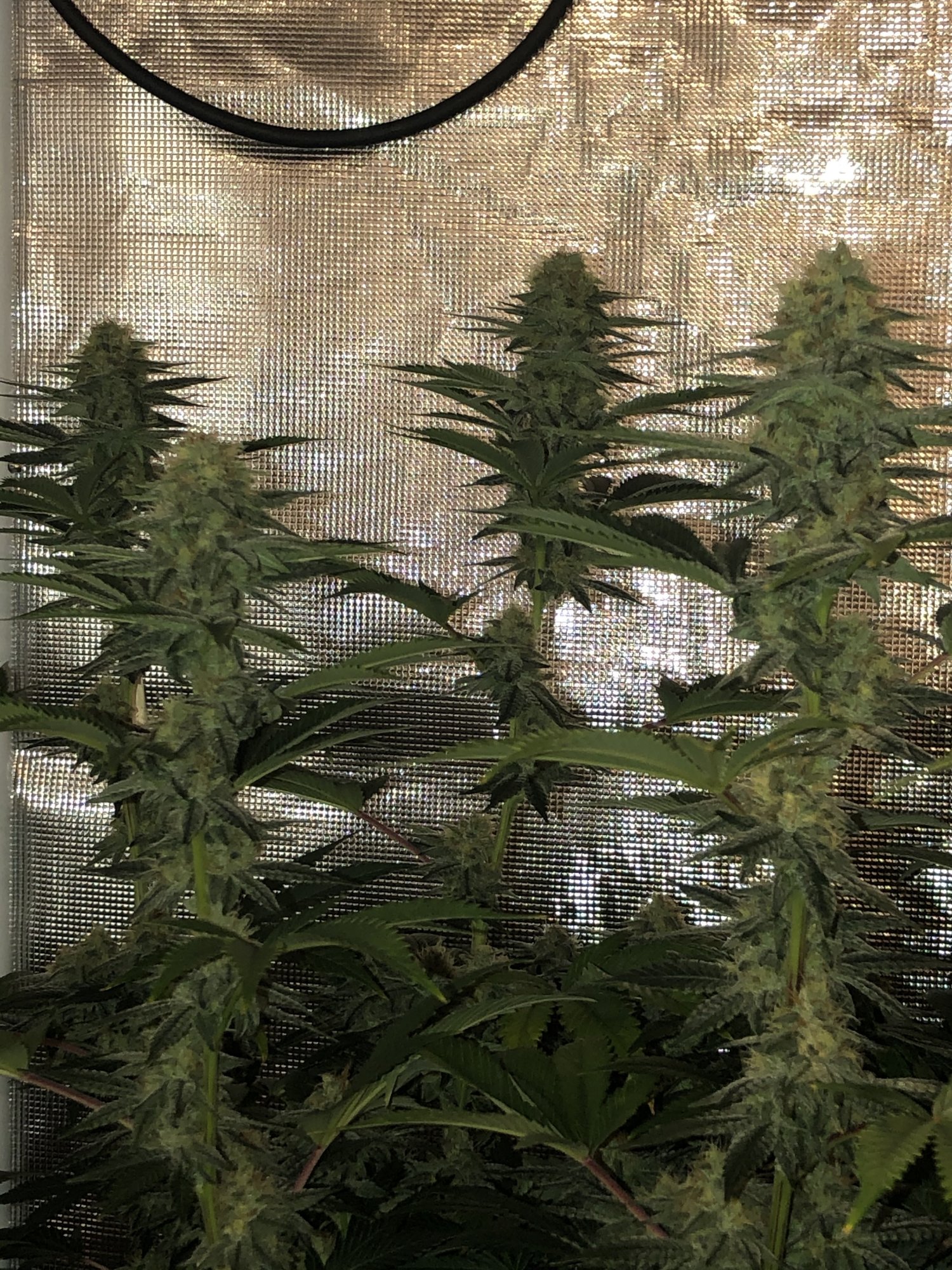 East coast sour diesel grow week 5 of flower   questions for those familiar with this strain 3