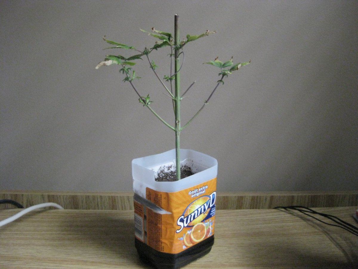 Easy method for re vegging regenerating