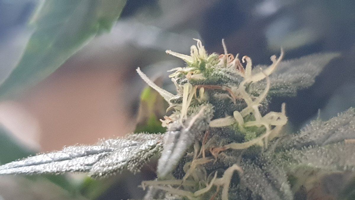 Easy one strain  well its been 12 weeks 12