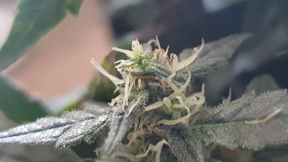 Easy one strain  well its been 12 weeks 13