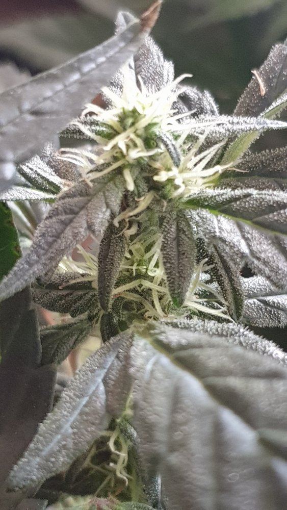 Easy one strain  well its been 12 weeks 15