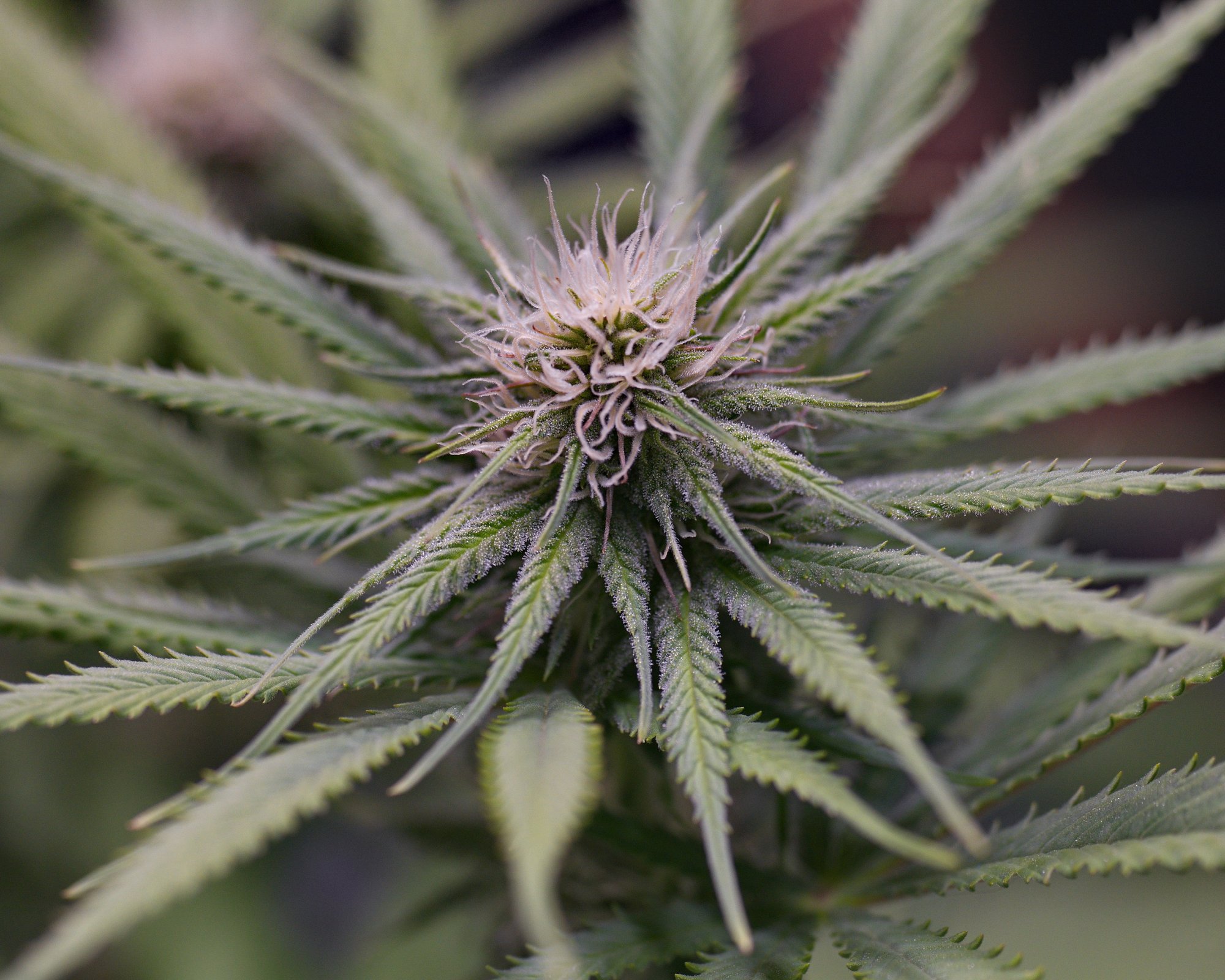 EasyHaze3wks