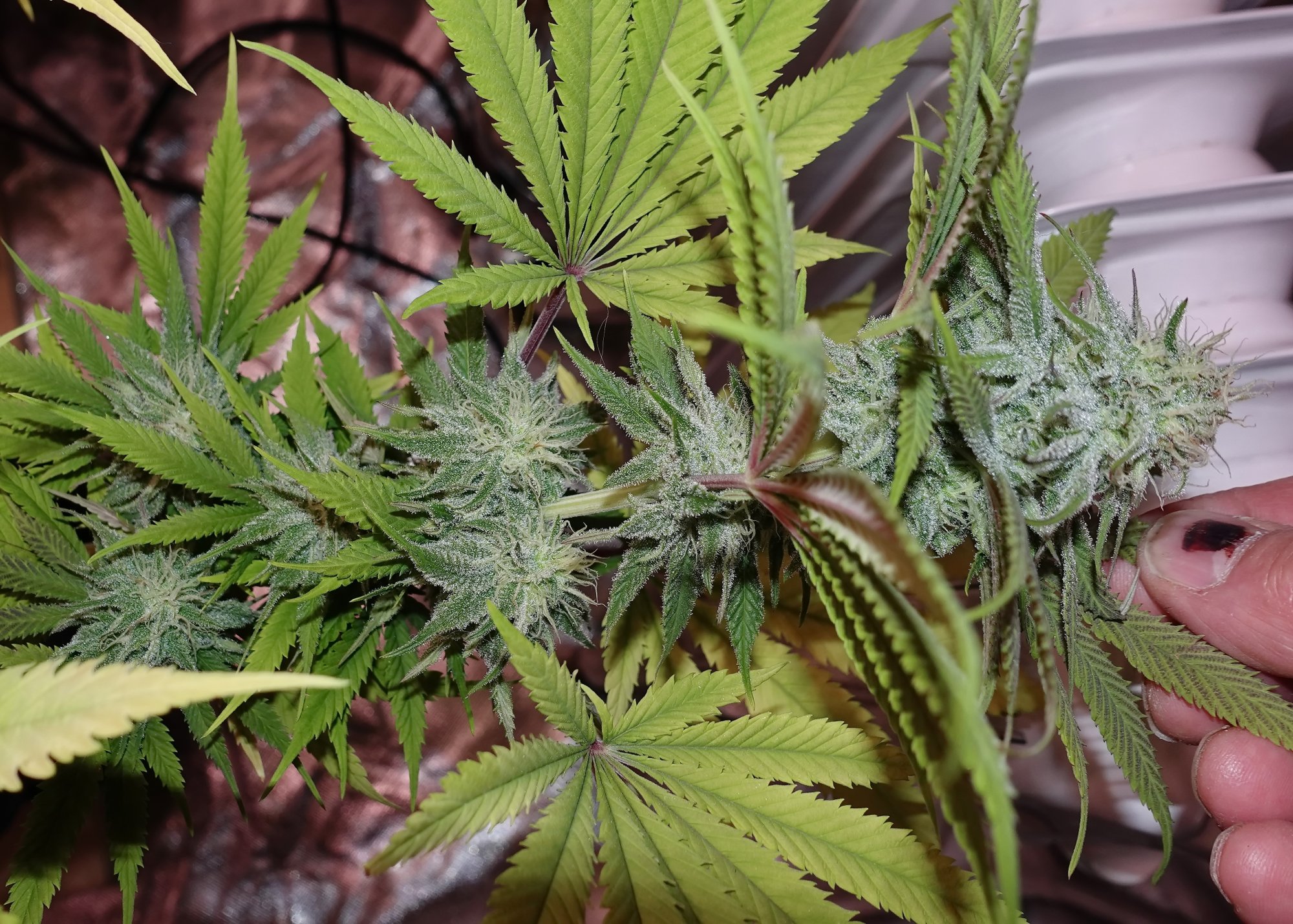 EasyHaze45weeks