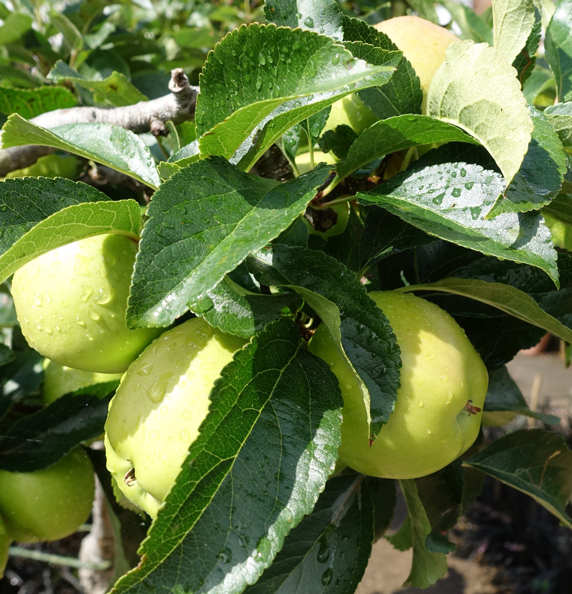 Eating Apple b