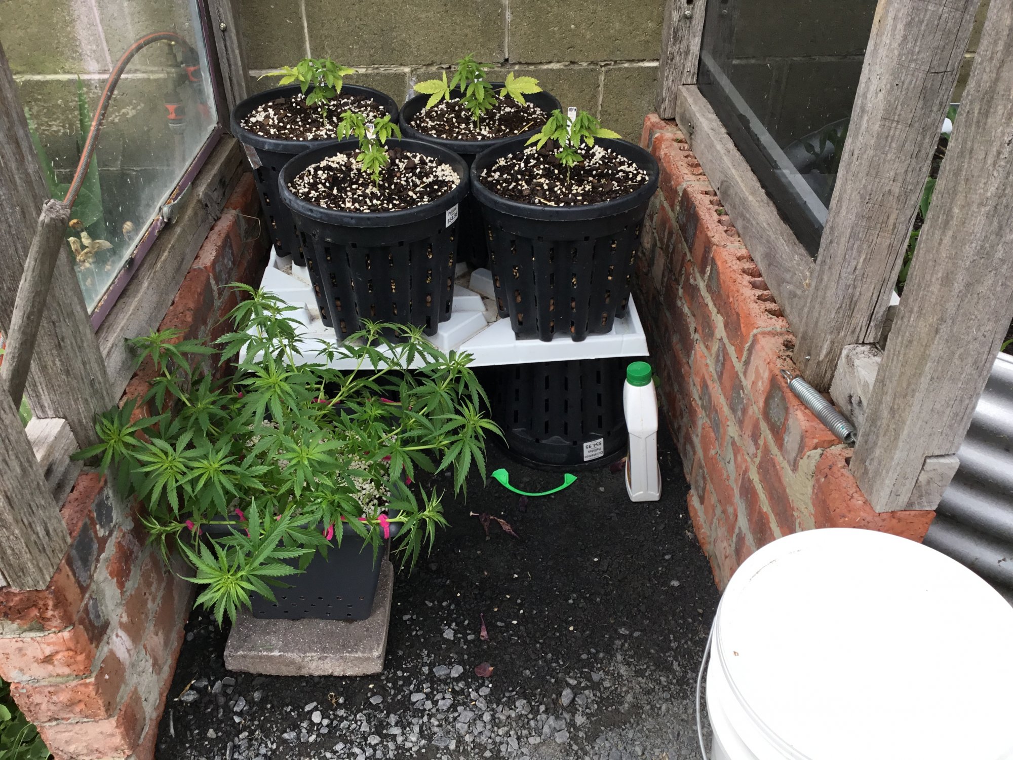 How Fabric Pots Increase Cannabis Yields - Omega Equipment & Supply Blog