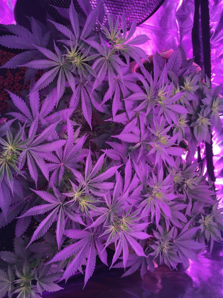 ECD193CA 485D 4AF2 BC75 1D2DE93CD448