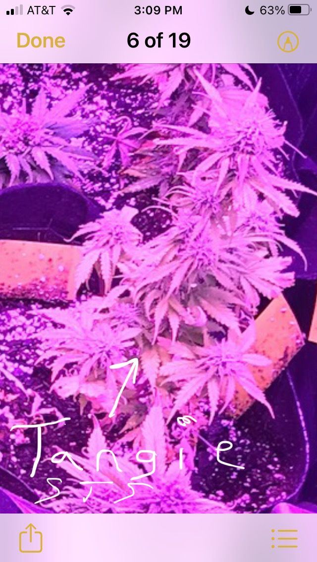 ECD83354 C678 4593 81CD F1AB67ABEB19