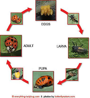 Ecfbf38073a2373093947845d379669d
