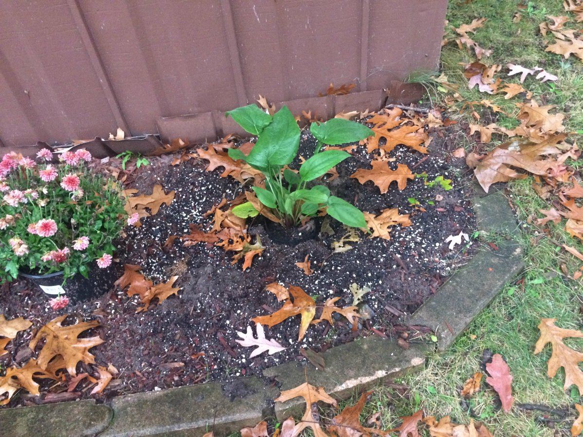 Echinacea