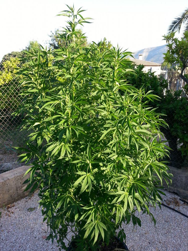 Ecobdxc9961817