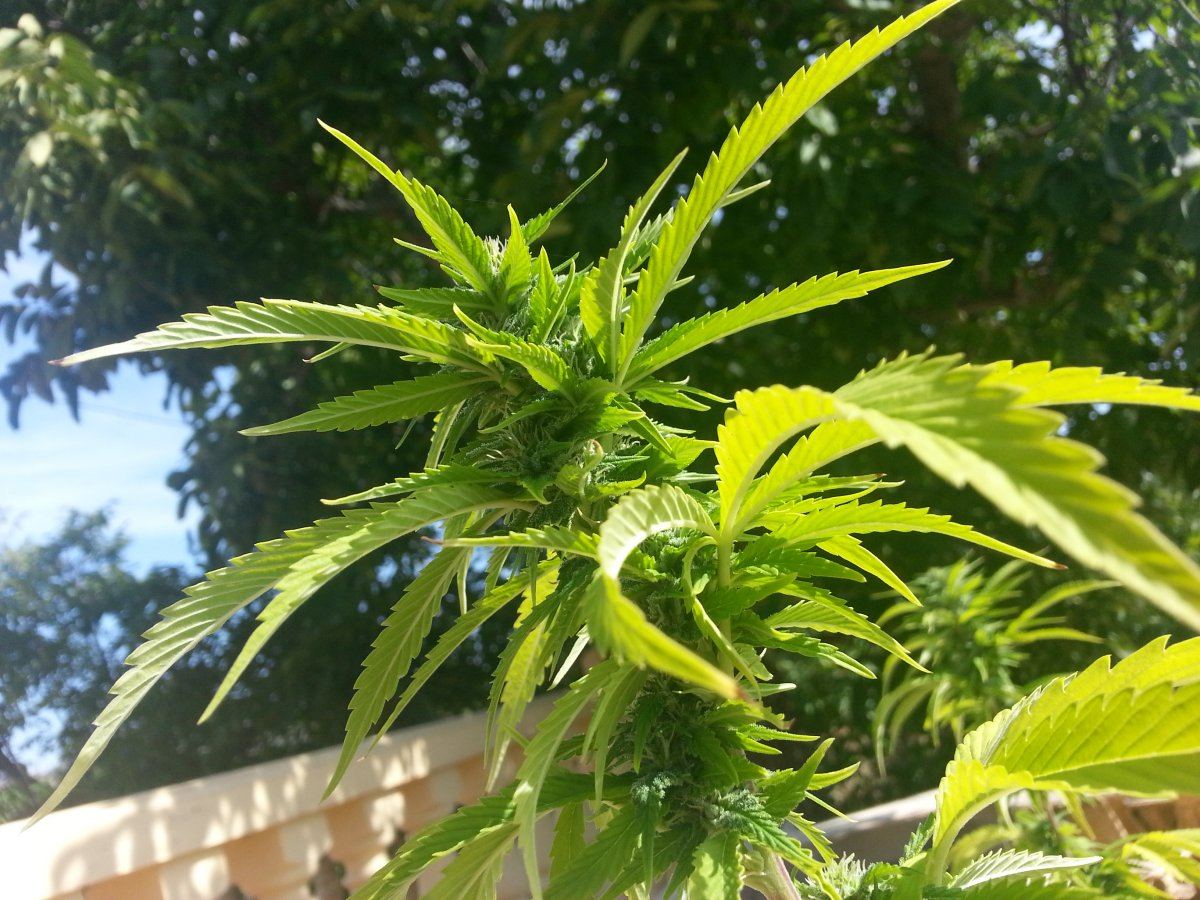 Ecobluecindy183017