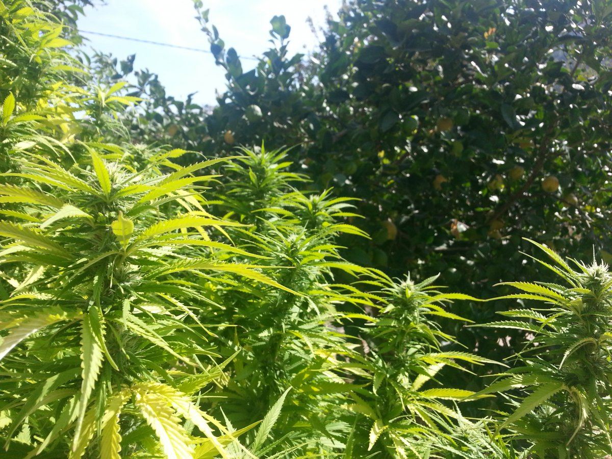 Ecobluecindy283017