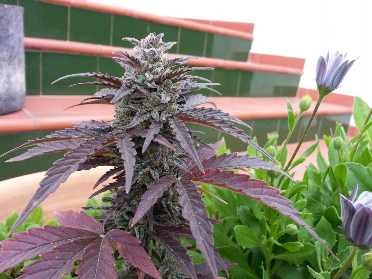Ecopurplephenoak47selfed51217