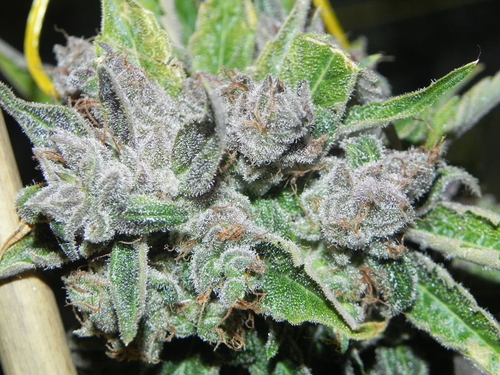 Ecsd 001