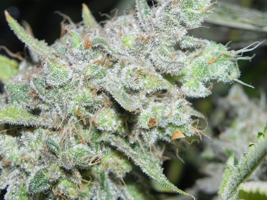 Ecsd 002