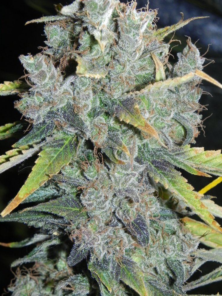 Ecsd 007