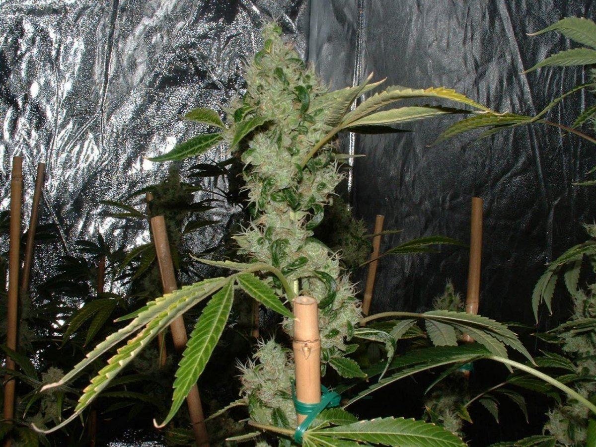 Ecsd 1