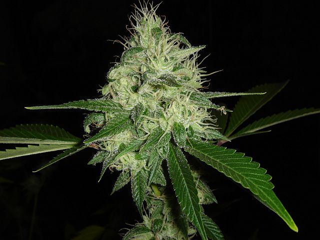 ECSD 1