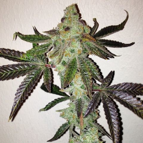 Ecsd x banana 1