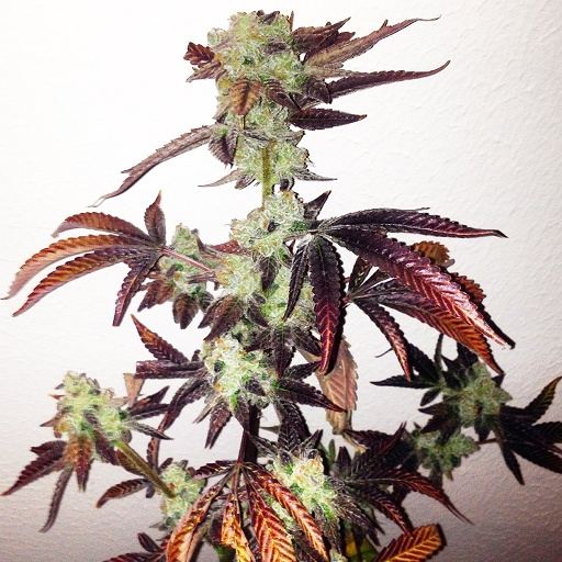 Ecsd x banana 2