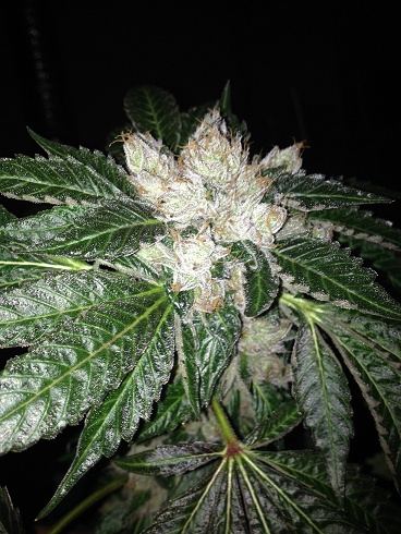 Ecsd x bubba 1
