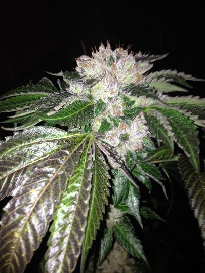 Ecsd x bubba 3