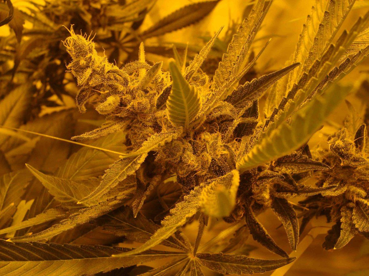 Ecsdst4tall55ish