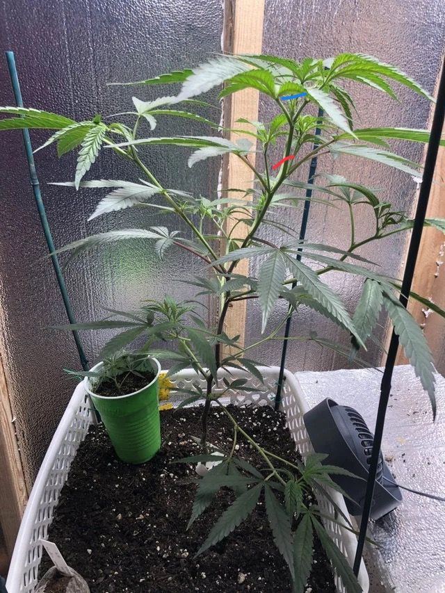 EFB75171 2802 41D9 9908 DE3FEE780D21