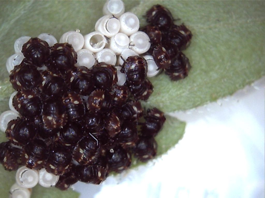 Eggbugs