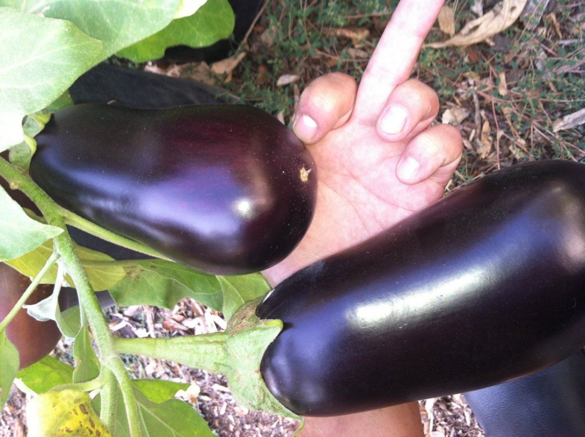 EGGPLANT 