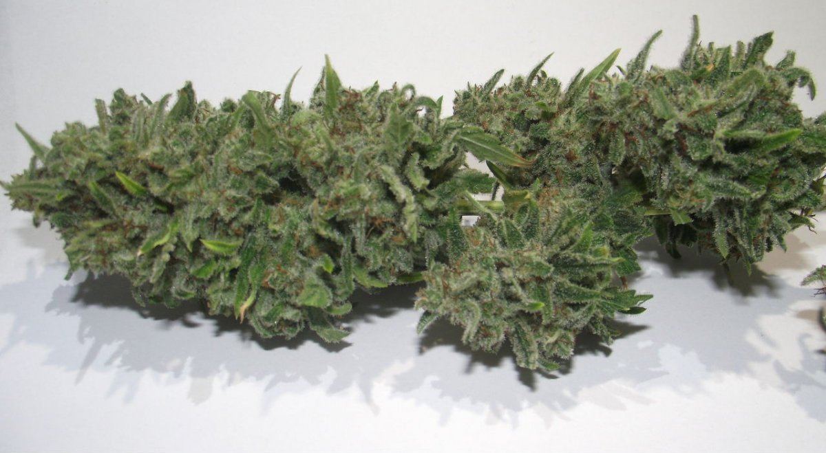 Electric lemon larry 11