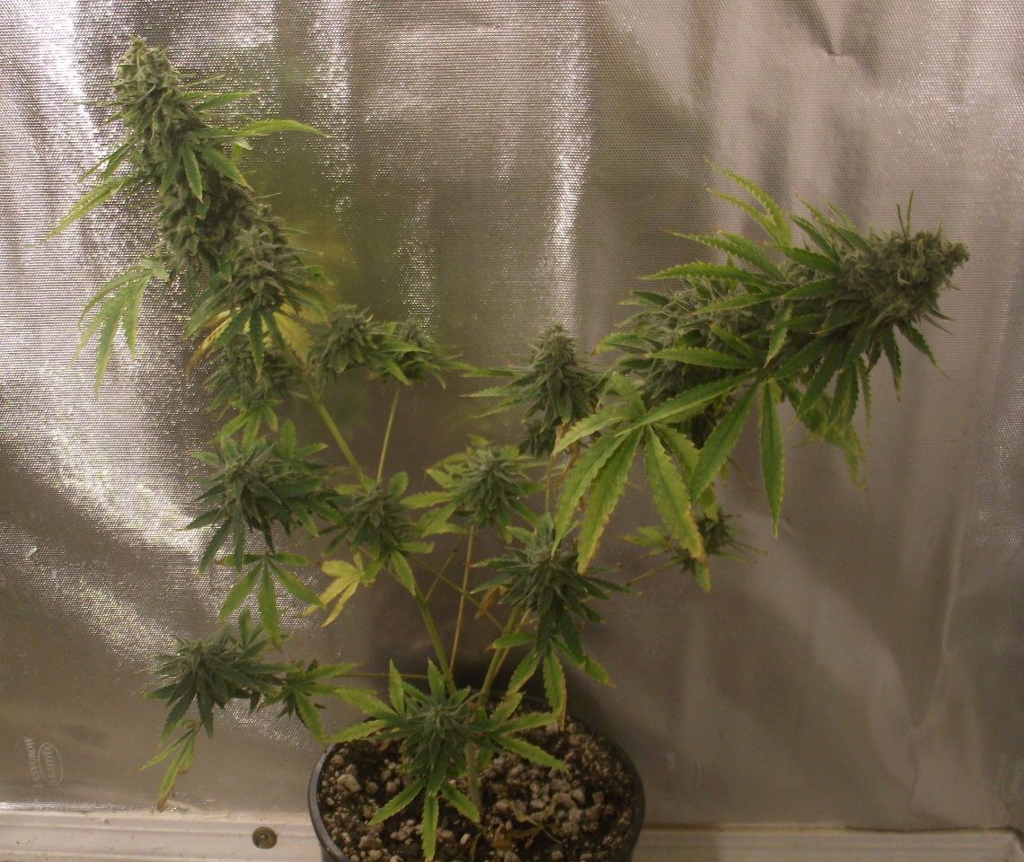 Electric lemon larry 12